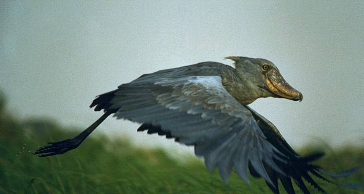 Shoebill in flight over grasses.