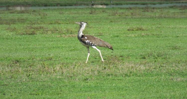 Large bird walking in a green field