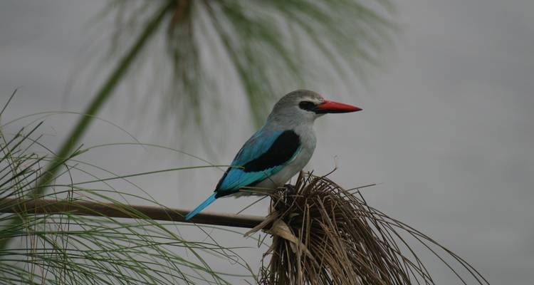 Grey-headed kingfisher perched on a branch.