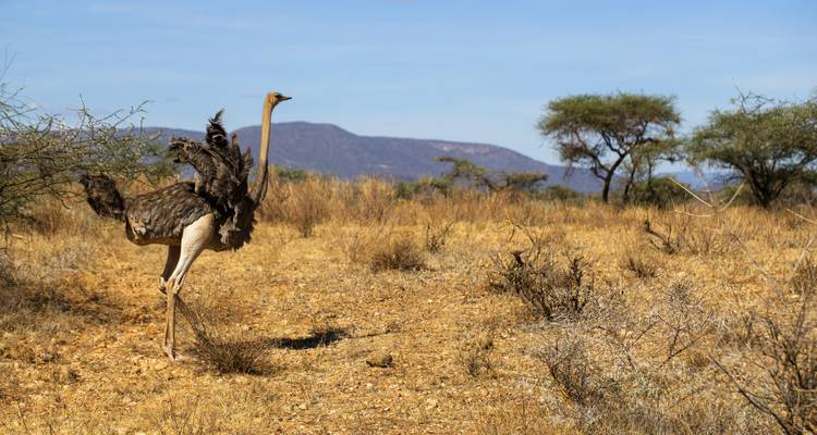 An ostrich in a dry landscape with distant hills.