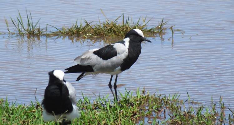 Two lapwings standing by the water's edge