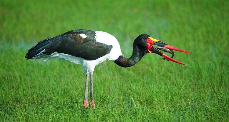 Saddle-billed stork with a fish in its bill.