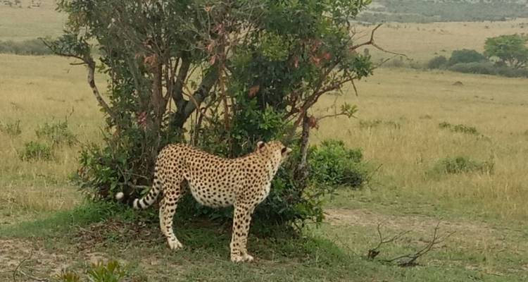 4 días en Masai Mara y lago Nakuru - Sterling Travel 4