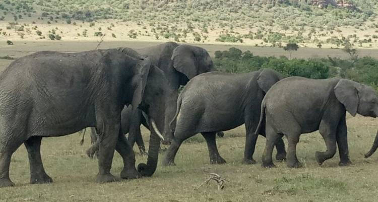 4 días en Masai Mara y lago Nakuru - Sterling Travel 6
