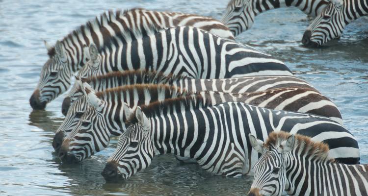 Zebras drinking water from a pool.