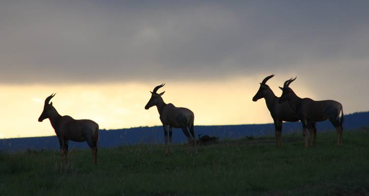 Silhouette of antelopes against a sunset.