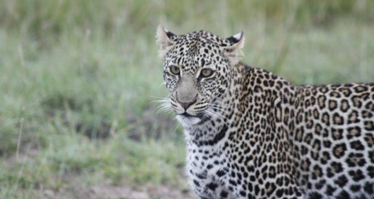 Leopard in a grassy area.