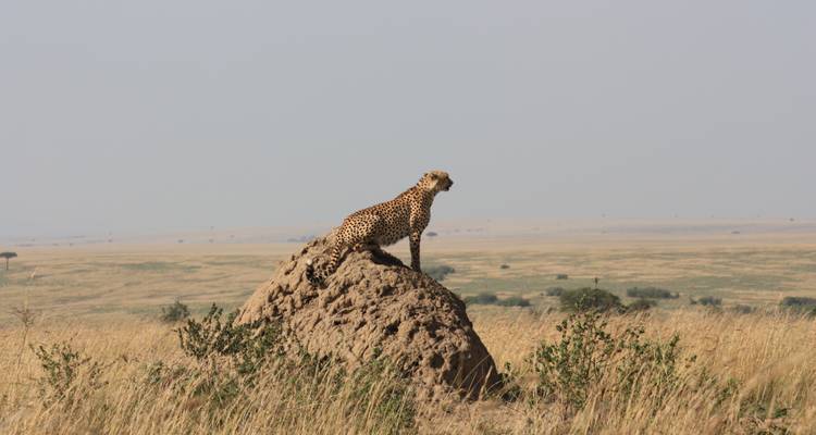 Cheetah standing on a mound in the savannah.