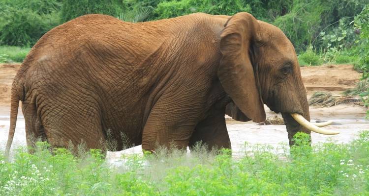 Elephant standing in a lush green area.