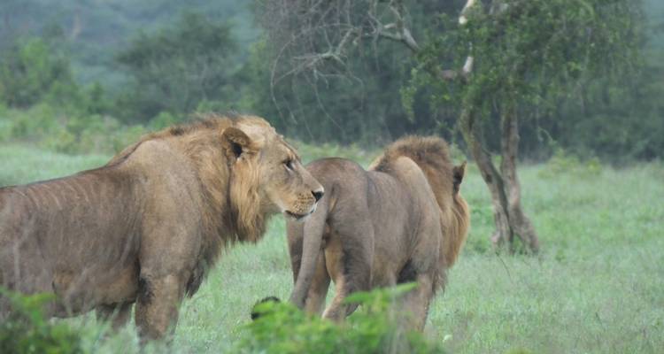Group of lions walking through a grassy area.
