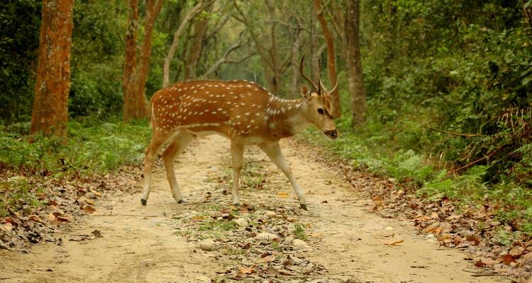 Safari dans la jungle du parc national de Bardia - 3 nuits / 4 jours - Oriental Journeys Pvt. Ltd. 1