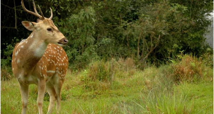 Safari dans la jungle du parc national de Bardia - 3 nuits / 4 jours - Oriental Journeys Pvt. Ltd. 2