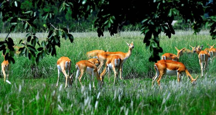 Safari dans la jungle du parc national de Bardia - 3 nuits / 4 jours - Oriental Journeys Pvt. Ltd. 4