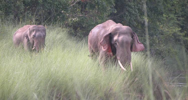 Safari dans la jungle du parc national de Bardia - 3 nuits / 4 jours - Oriental Journeys Pvt. Ltd. 8
