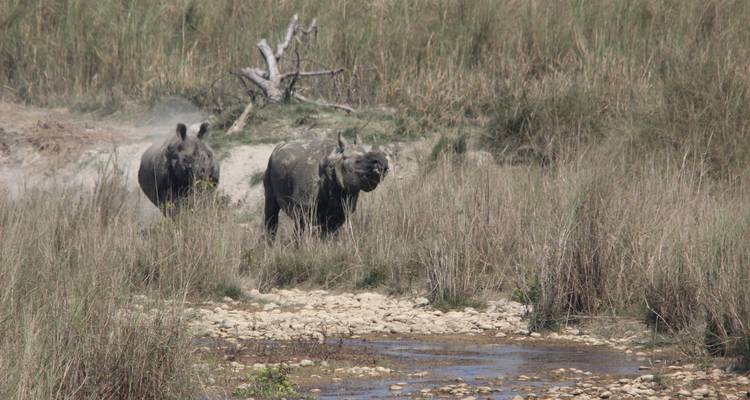 Safari dans la jungle du parc national de Bardia - 3 nuits / 4 jours - Oriental Journeys Pvt. Ltd. 7