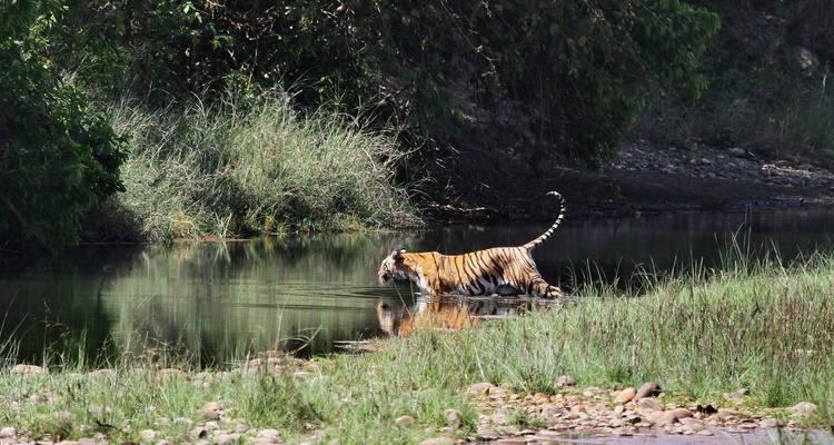 Safari dans la jungle du parc national de Bardia - 3 nuits / 4 jours - Oriental Journeys Pvt. Ltd. 3