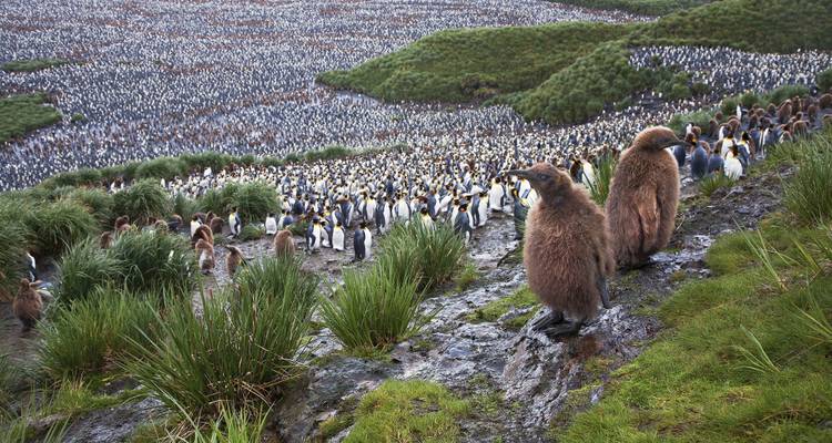 Georgia del sur y península antártica: safari Pingüino, operado por Quark - Exodus Adventure Travels 3