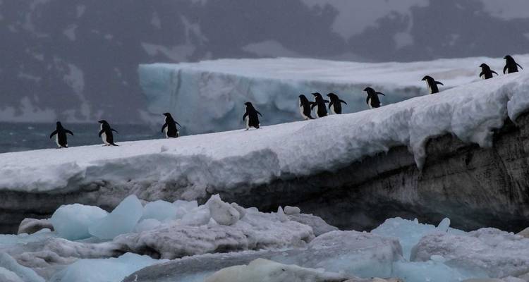 Georgia del sur y península antártica: safari Pingüino, operado por Quark - Exodus Adventure Travels 6