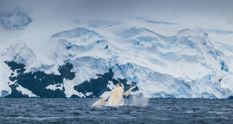 Baleine à bosse jaillissant de la mer sombre avec un dramatique décor de falaise glacée sous un ciel morose.