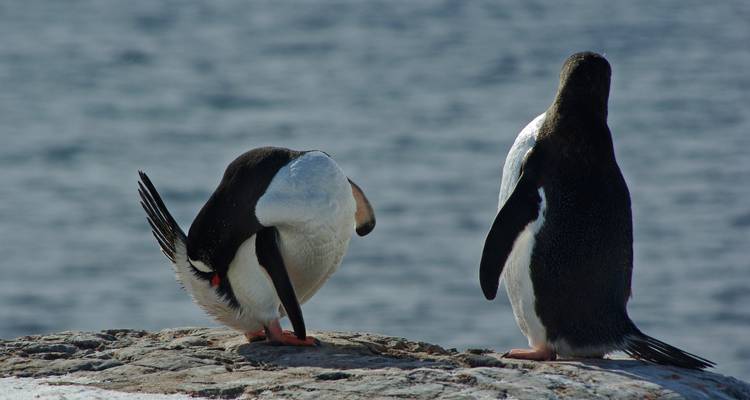 Georgia del sur y península antártica: safari Pingüino, operado por Quark - Exodus Adventure Travels 2