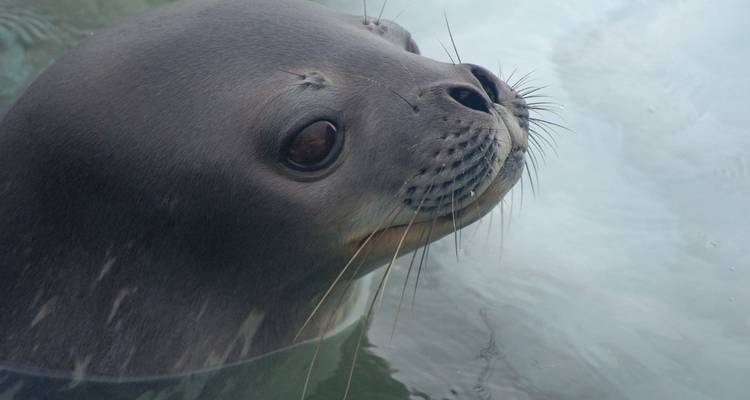Georgia del sur y península antártica: safari Pingüino, operado por Quark - Exodus Adventure Travels 4