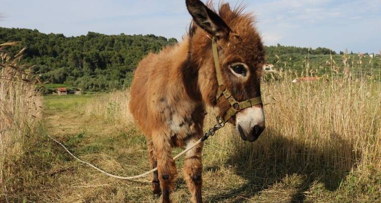 Trek dans les îles de Dubrovnik - Huck Finn Adventure Travel Dubrovnik Ltd 6