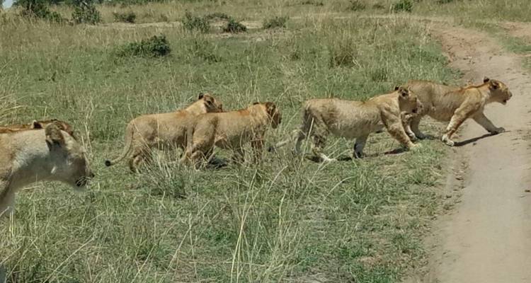 Kenya and Tanzania Overland Safari - 14 Days - Africa Venture Safaris 9