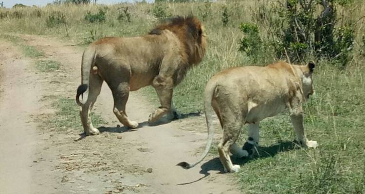 Kenya and Tanzania Overland Safari - 14 Days - Africa Venture Safaris 8