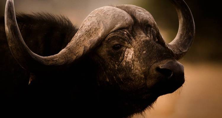 5 Days Tanzania Lodge Safari - Lake Manyara, Serengeti & Ngorongoro Crater - Tanzania Horizon Safaris 4