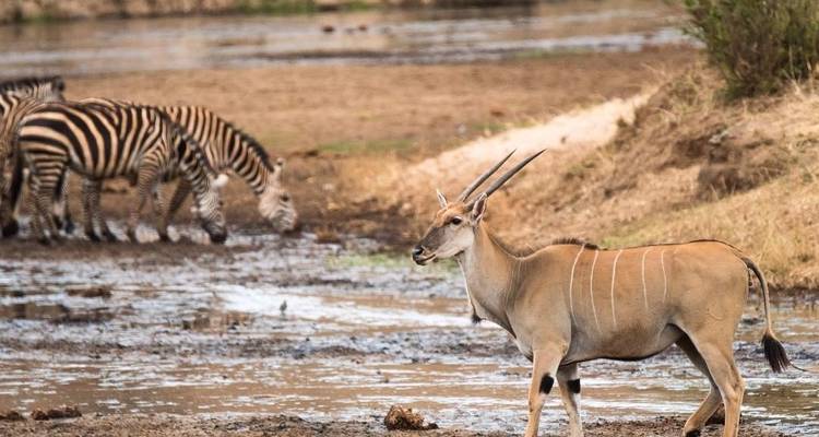 5 Days Tanzania Lodge Safari - Lake Manyara, Serengeti & Ngorongoro Crater - Tanzania Horizon Safaris 8