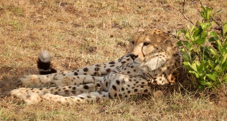 5 Days Tanzania Lodge Safari - Lake Manyara, Serengeti & Ngorongoro Crater - Tanzania Horizon Safaris 2