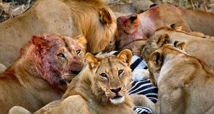 5 Days Tanzania Lodge Safari - Lake Manyara, Serengeti & Ngorongoro Crater - Tanzania Horizon Safaris 10