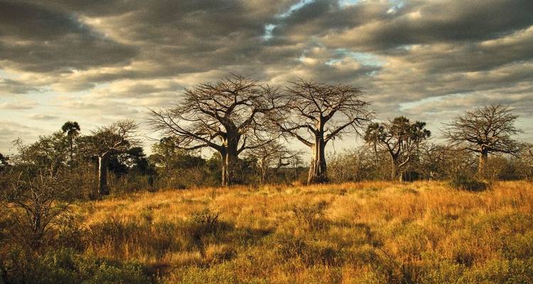 5 Days Tanzania Lodge Safari - Lake Manyara, Serengeti & Ngorongoro Crater - Tanzania Horizon Safaris 9