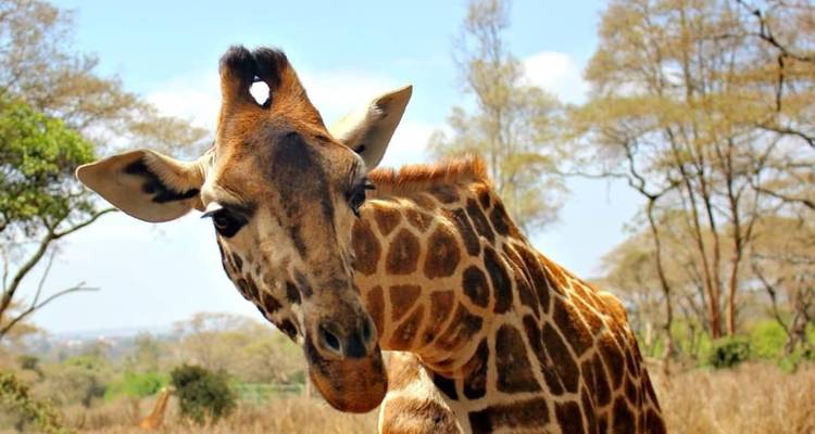 5 Days Tanzania Lodge Safari - Lake Manyara, Serengeti & Ngorongoro Crater - Tanzania Horizon Safaris 3