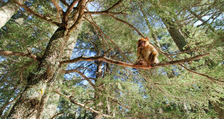 Pequeño mono sentado en un árbol entre el denso follaje del bosque.