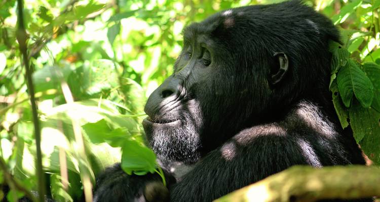 Safari de 4 jours à la découverte des gorilles et des chimpanzés - Primate World Safaris (U) Ltd 7