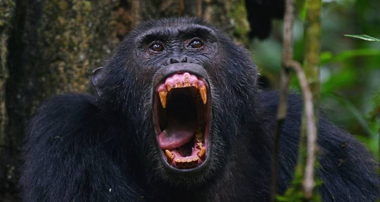 Safari de 4 jours à la découverte des gorilles et des chimpanzés - Primate World Safaris (U) Ltd 1