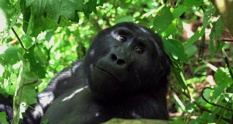 Safari de 4 jours à la découverte des gorilles et des chimpanzés - Primate World Safaris (U) Ltd 4