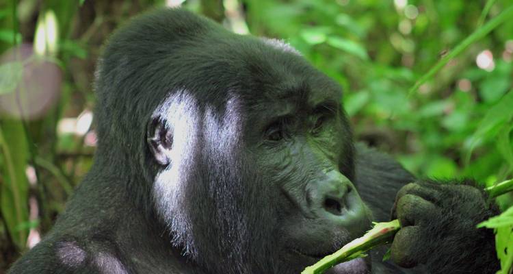 Safari de 4 jours à la découverte des gorilles et des chimpanzés - Primate World Safaris (U) Ltd 8