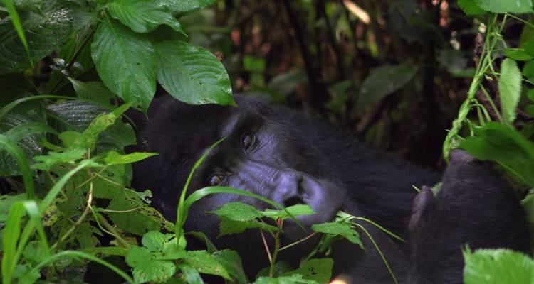 Safari de 4 jours à la découverte des gorilles et des chimpanzés - Primate World Safaris (U) Ltd 3