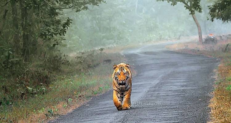 From Jaipur: Ranthambore Wildlife Safari Private Tour with Safari Rides - Travel Creators Of India 7