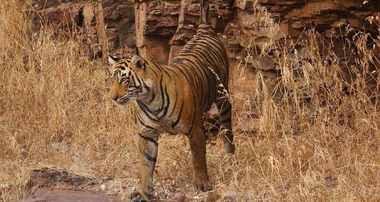 From Jaipur: Ranthambore Wildlife Safari Private Tour with Safari Rides - Travel Creators Of India 6