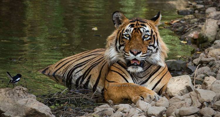 Au départ de Jaipur : Ranthambore Wildlife Safari Private Tour avec Safari Rides - Travel Creators Of India 10