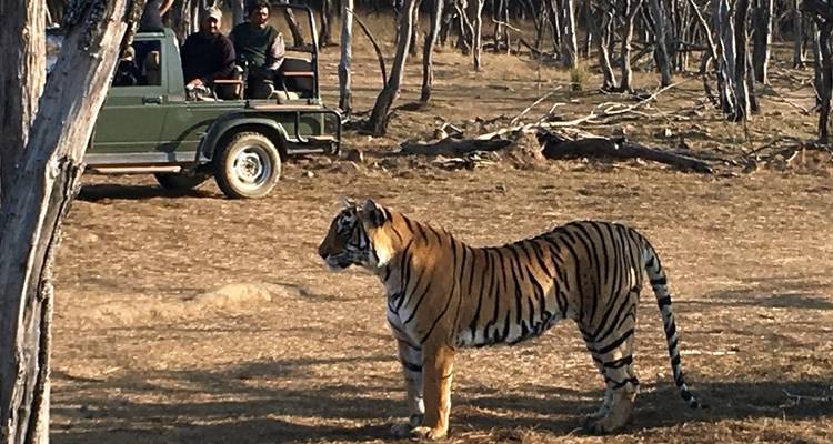 From Jaipur: Ranthambore Wildlife Safari Private Tour with Safari Rides - Travel Creators Of India 3