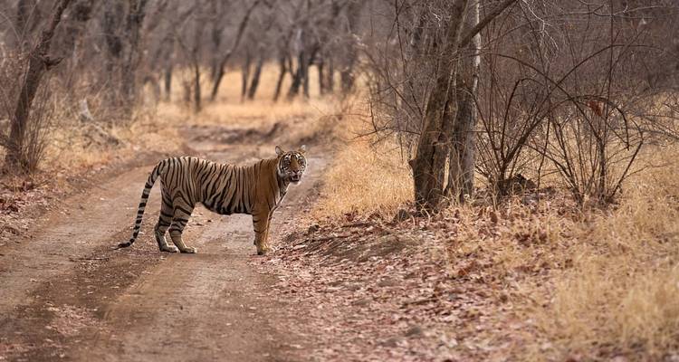 From Jaipur: Ranthambore Wildlife Safari Private Tour with Safari Rides - Travel Creators Of India 8