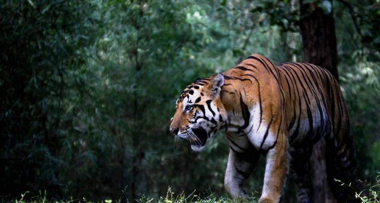 From Jaipur: Ranthambore Wildlife Safari Private Tour with Safari Rides - Travel Creators Of India 10