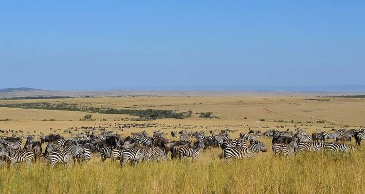 3 Days Masai Mara Wildlife Safari - Jeep Safaris and Tours 10