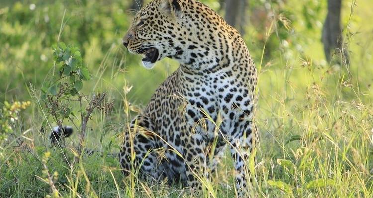 3 Days Masai Mara Wildlife Safari - Jeep Safaris and Tours 9