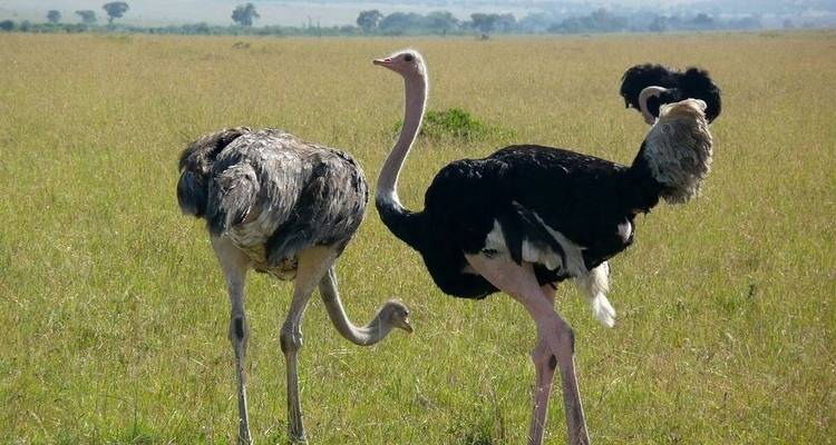 3 Days Masai Mara Wildlife Safari - Jeep Safaris and Tours 3
