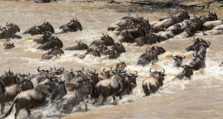 Safari 2023 - 2024 de la Migración de los Ñus en el Maasai mara - Africa Venture Safaris 1